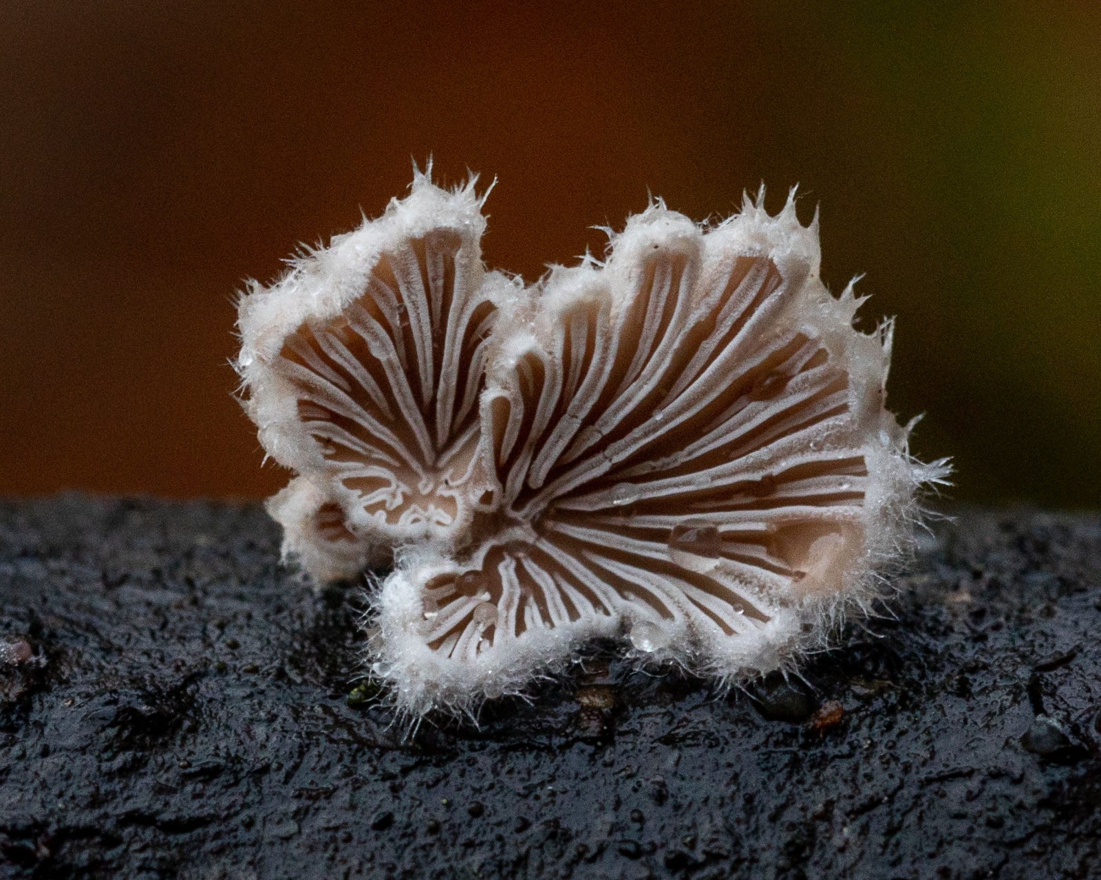 Schizophyllum commune