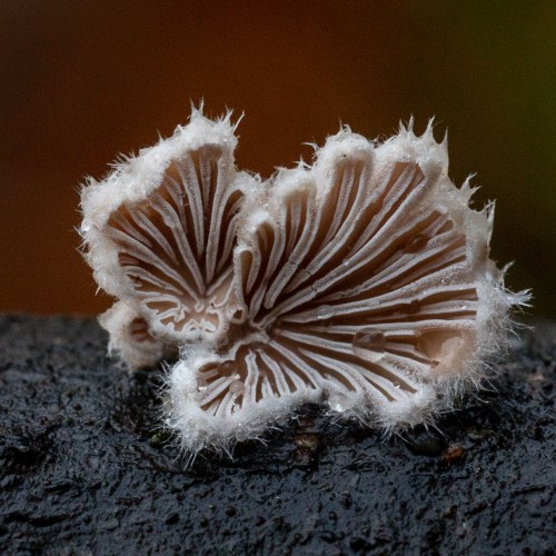 Schizophyllum commune