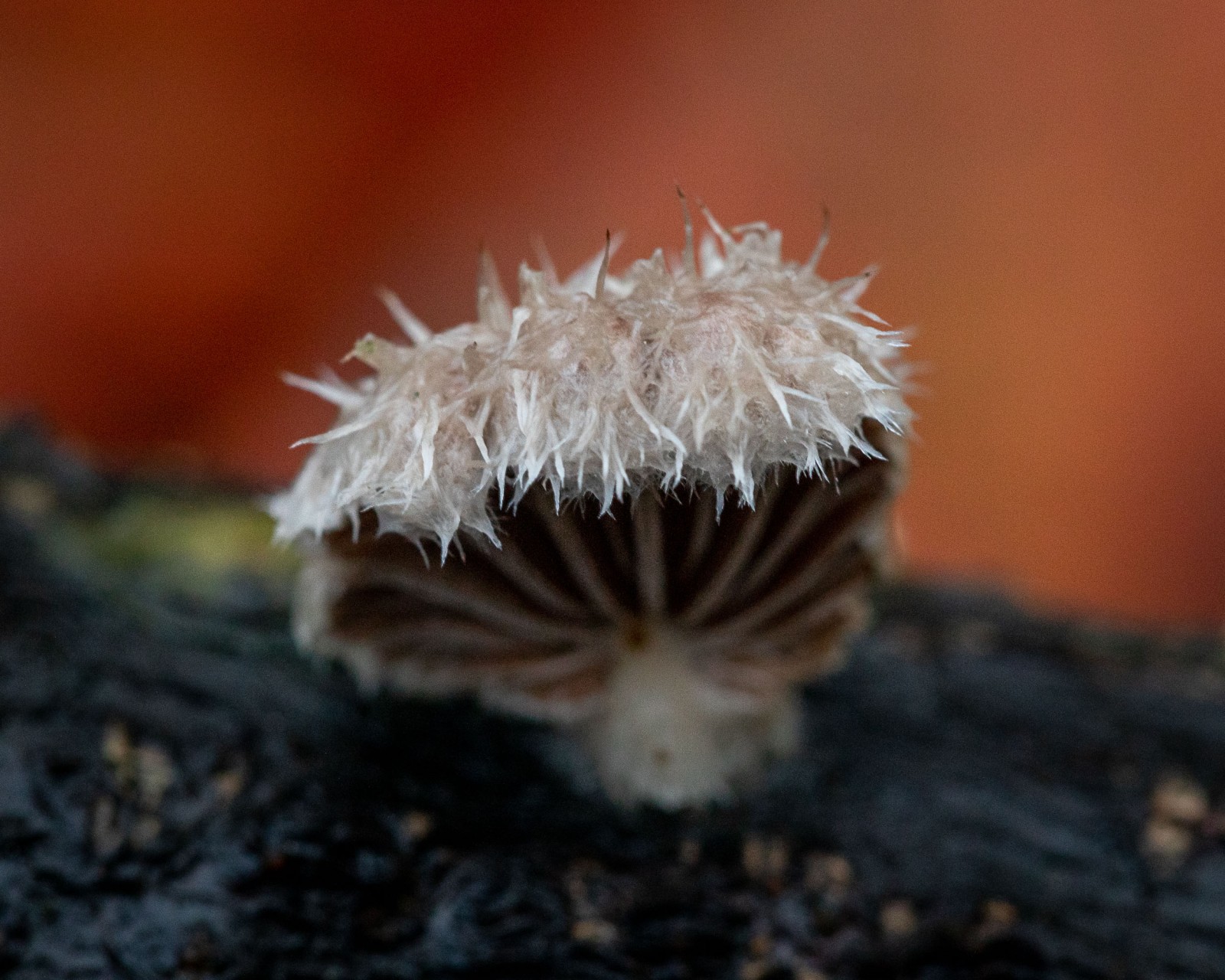 Schizophyllum commune