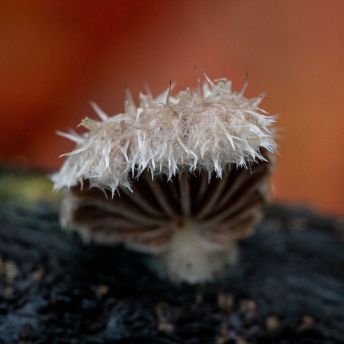 Schizophyllum commune