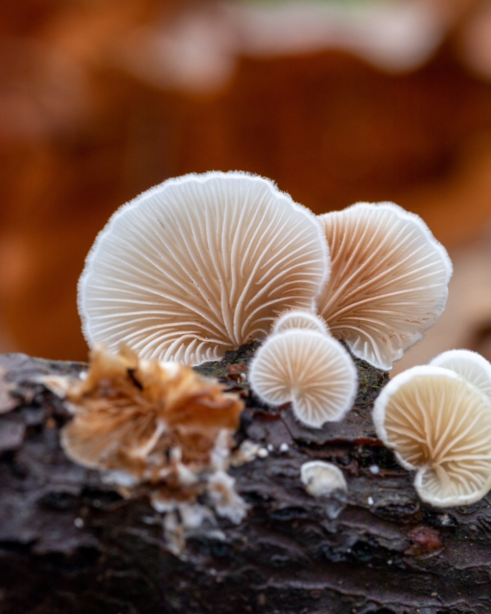 Crepidotus caspari