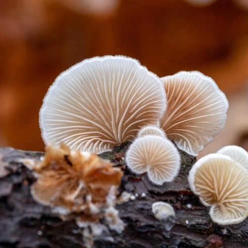 Crepidotus caspari