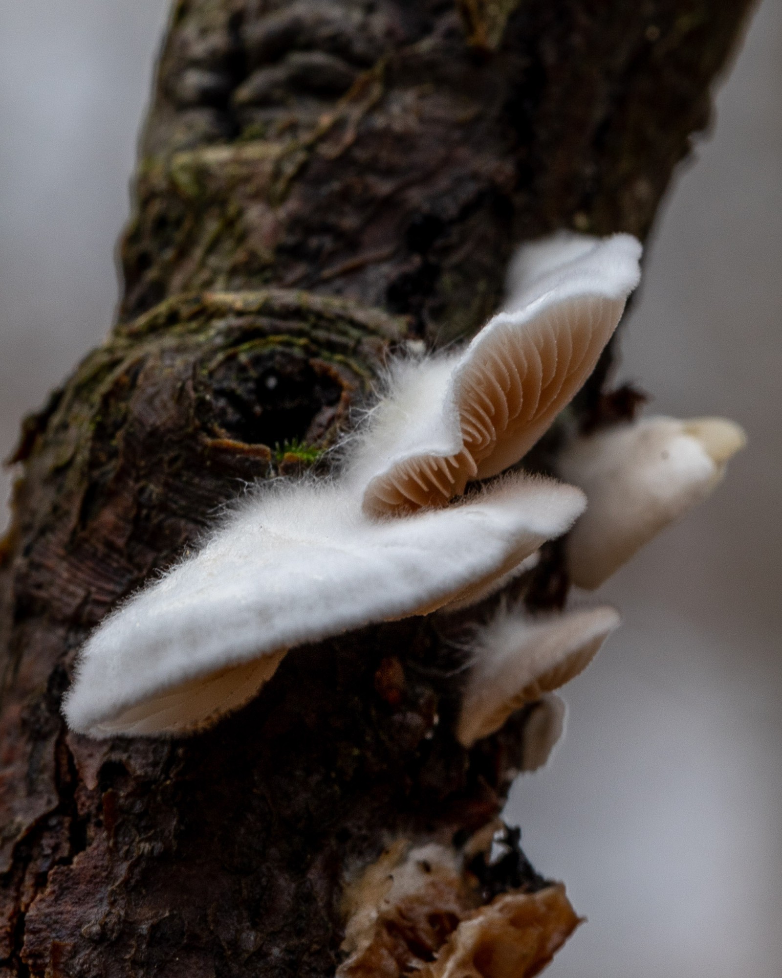 Crepidotus caspari