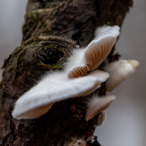 Crepidotus caspari