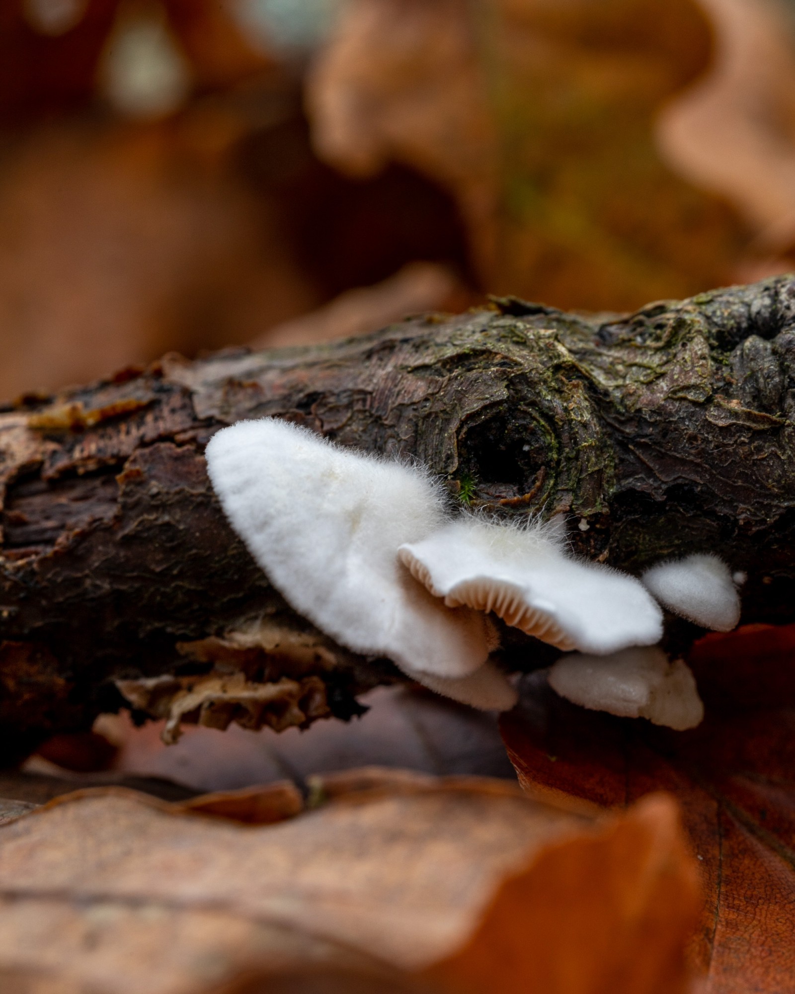 Crepidotus caspari