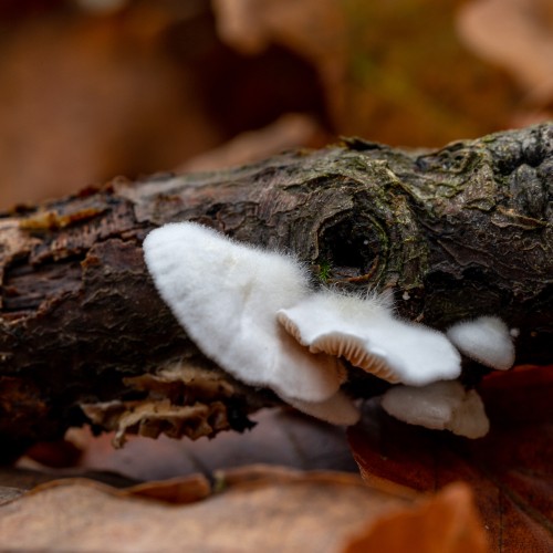 Crepidotus caspari