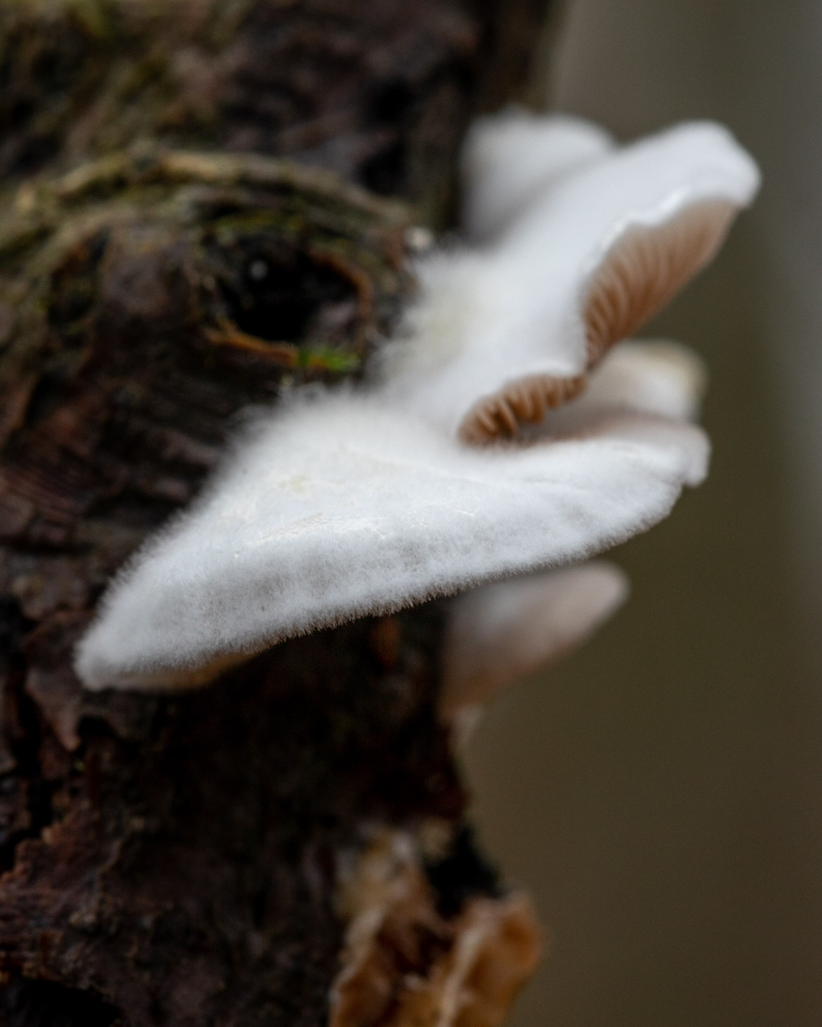 Crepidotus caspari