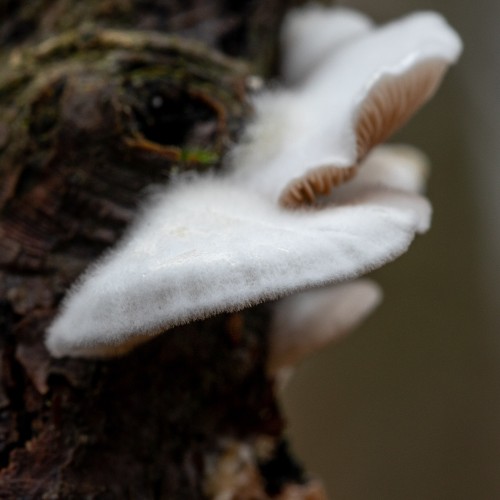 Crepidotus caspari