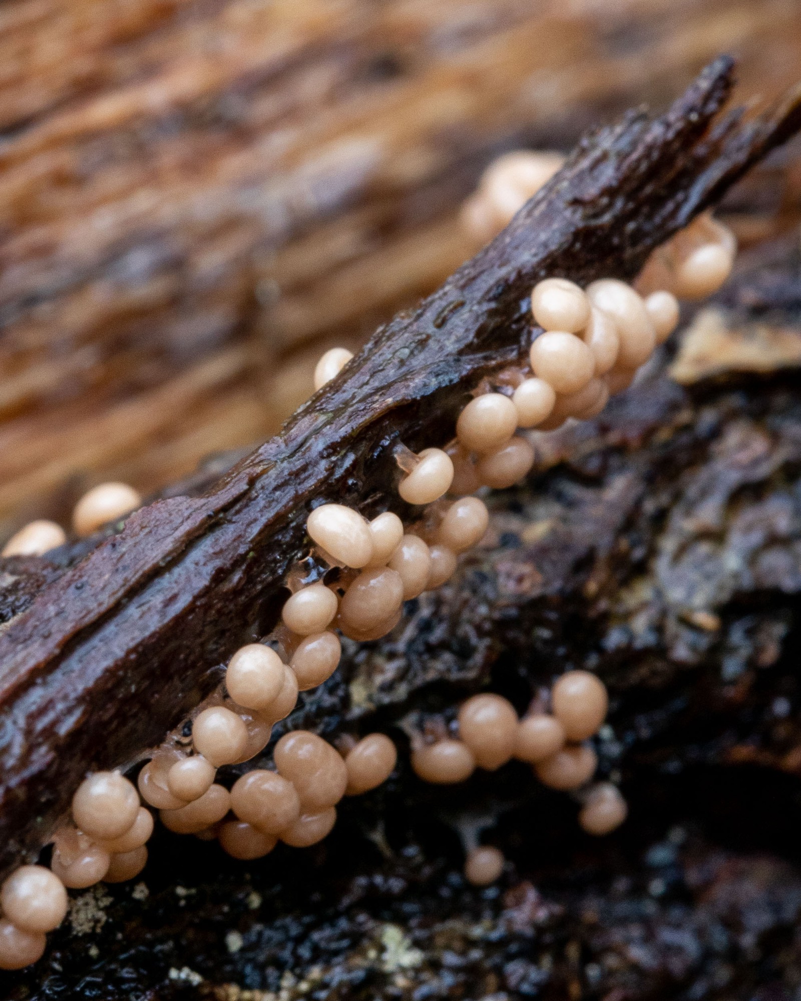 Myxomycetes