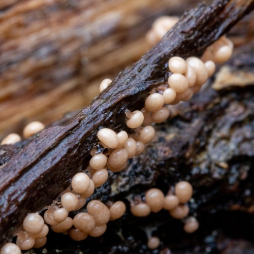 Myxomycetes