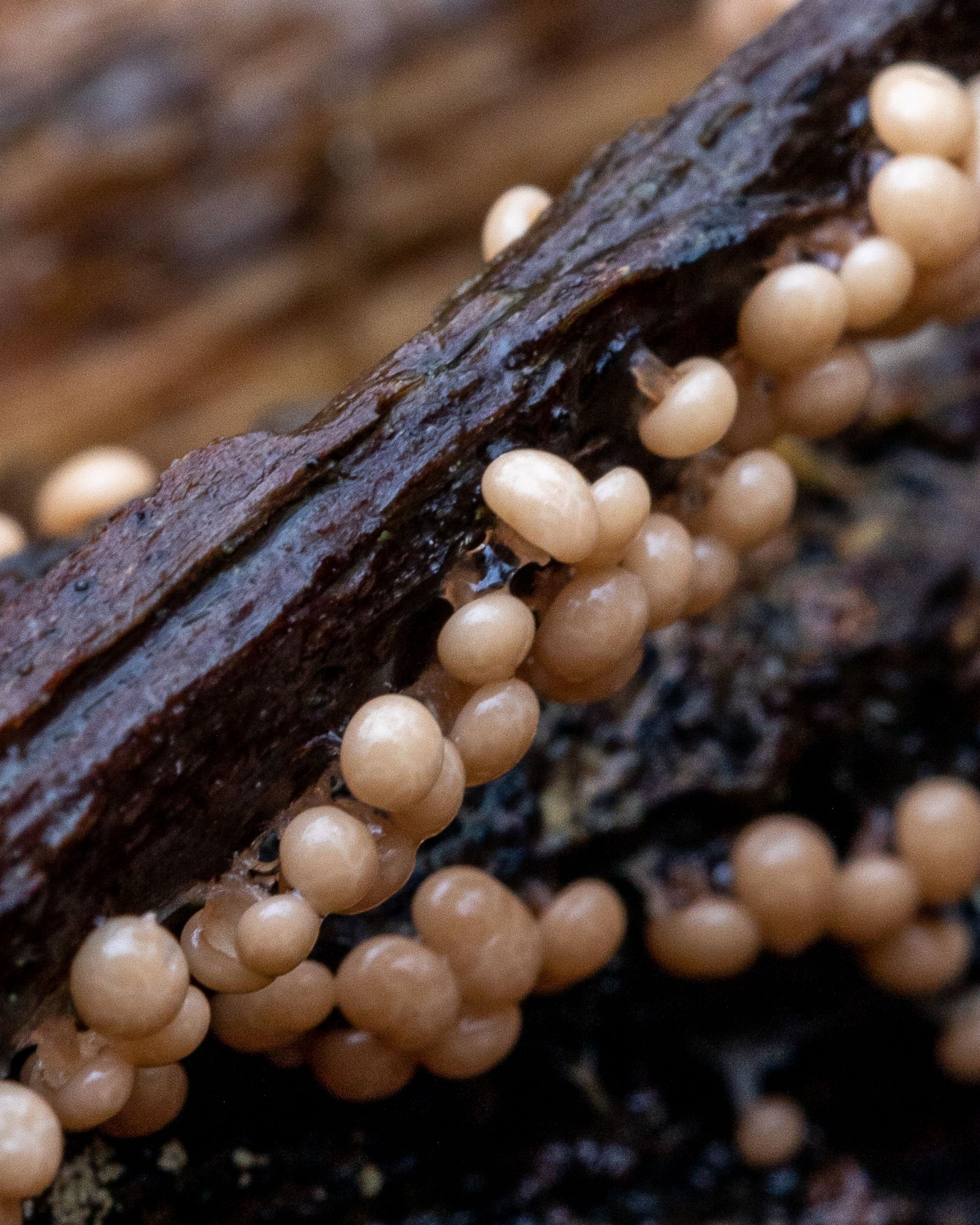 Myxomycetes