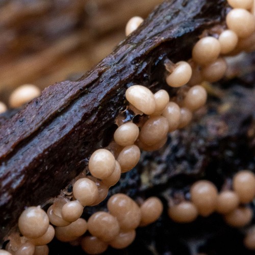 Myxomycetes