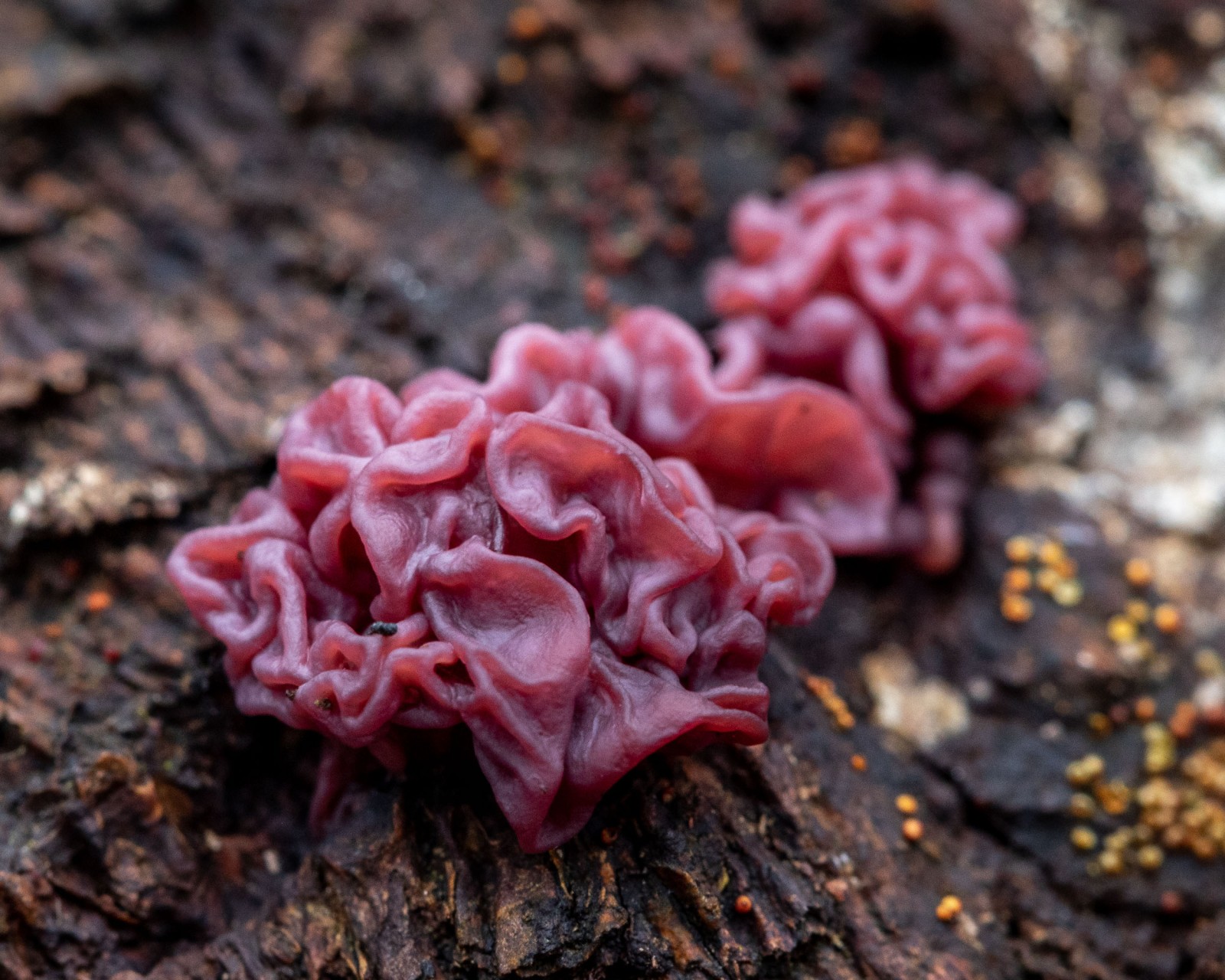 Ascocoryne sarcoides