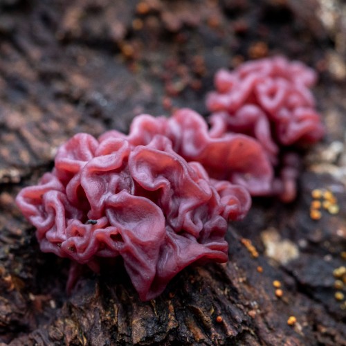 Ascocoryne sarcoides