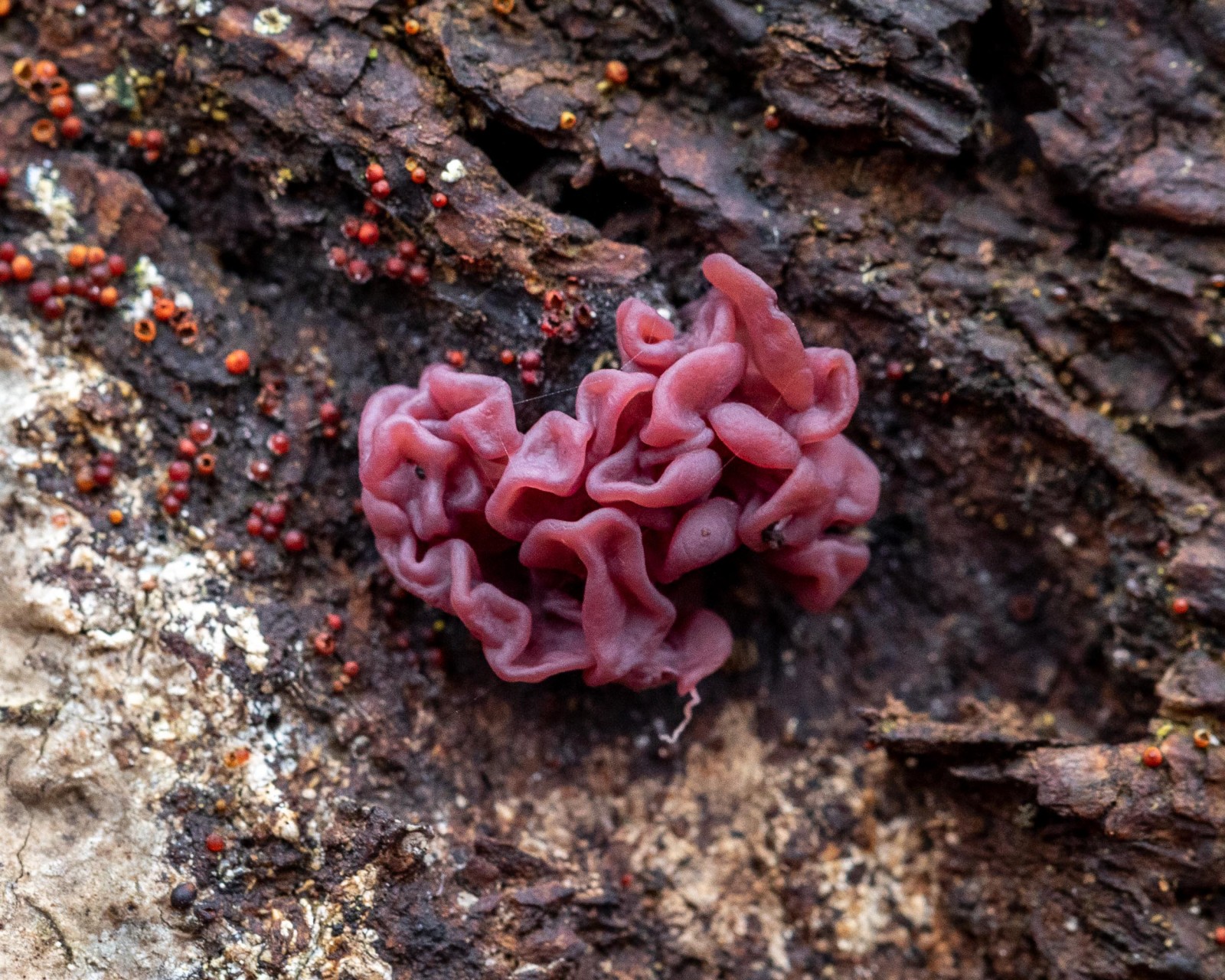 Ascocoryne sarcoides
