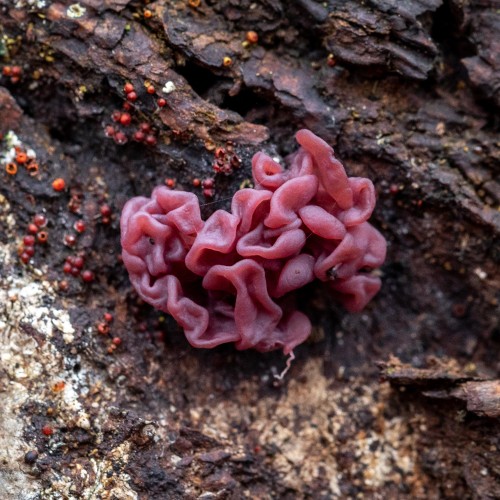 Ascocoryne sarcoides