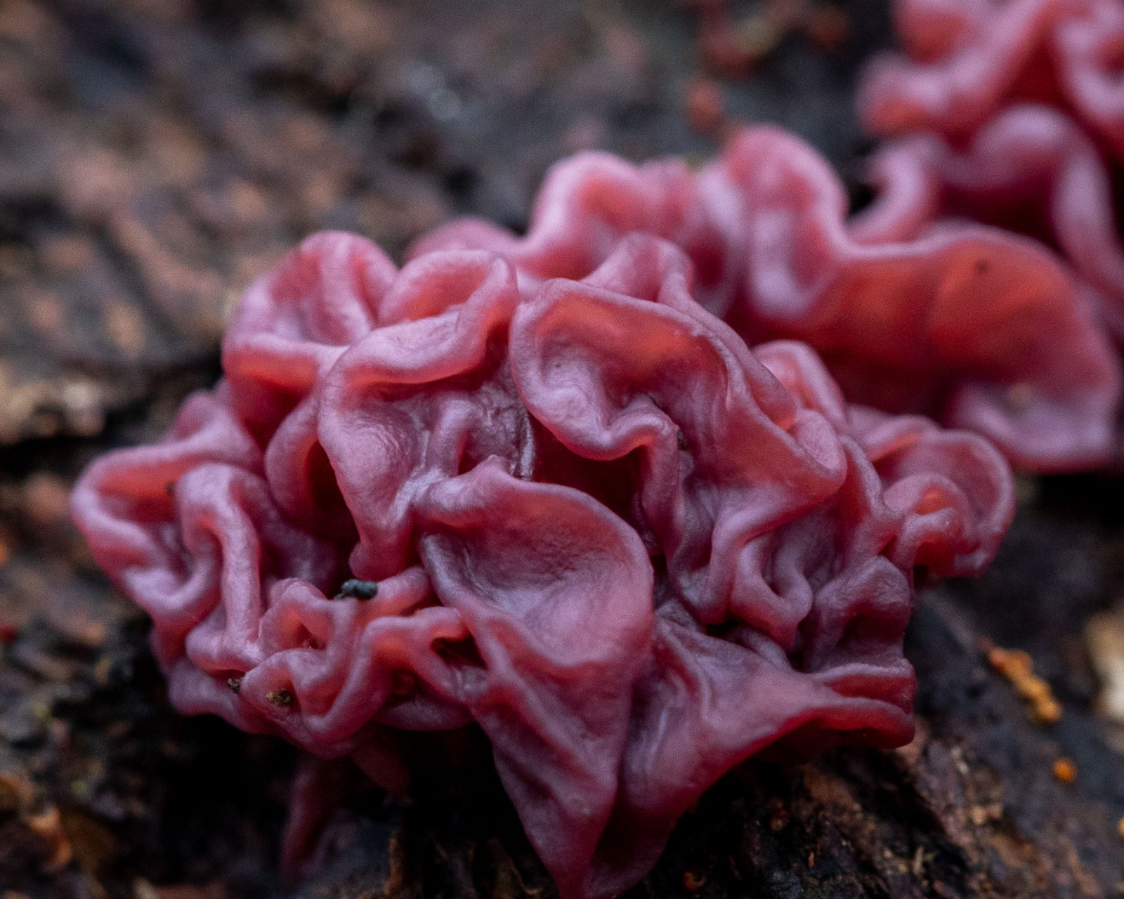Ascocoryne sarcoides