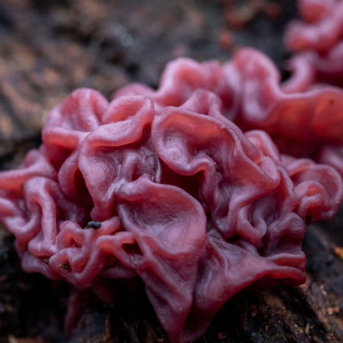 Ascocoryne sarcoides
