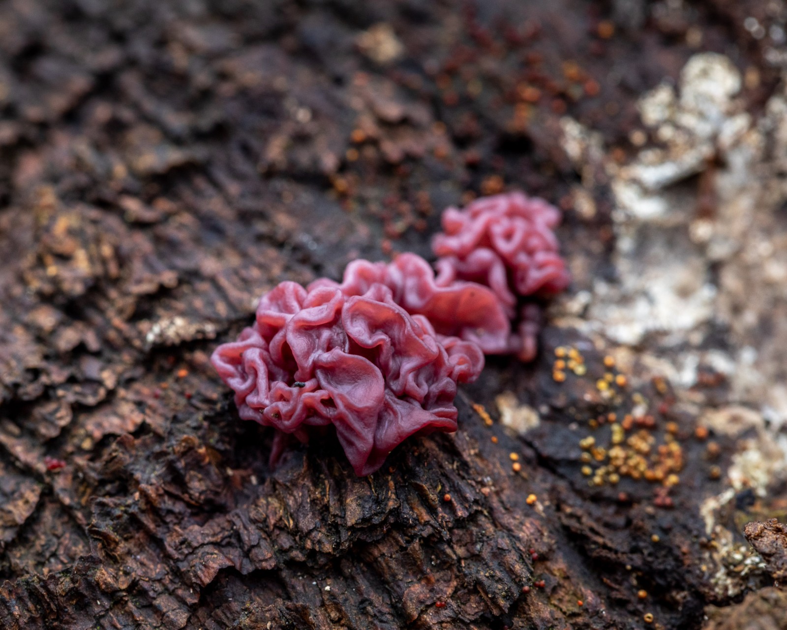 Ascocoryne sarcoides