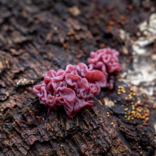 Ascocoryne sarcoides