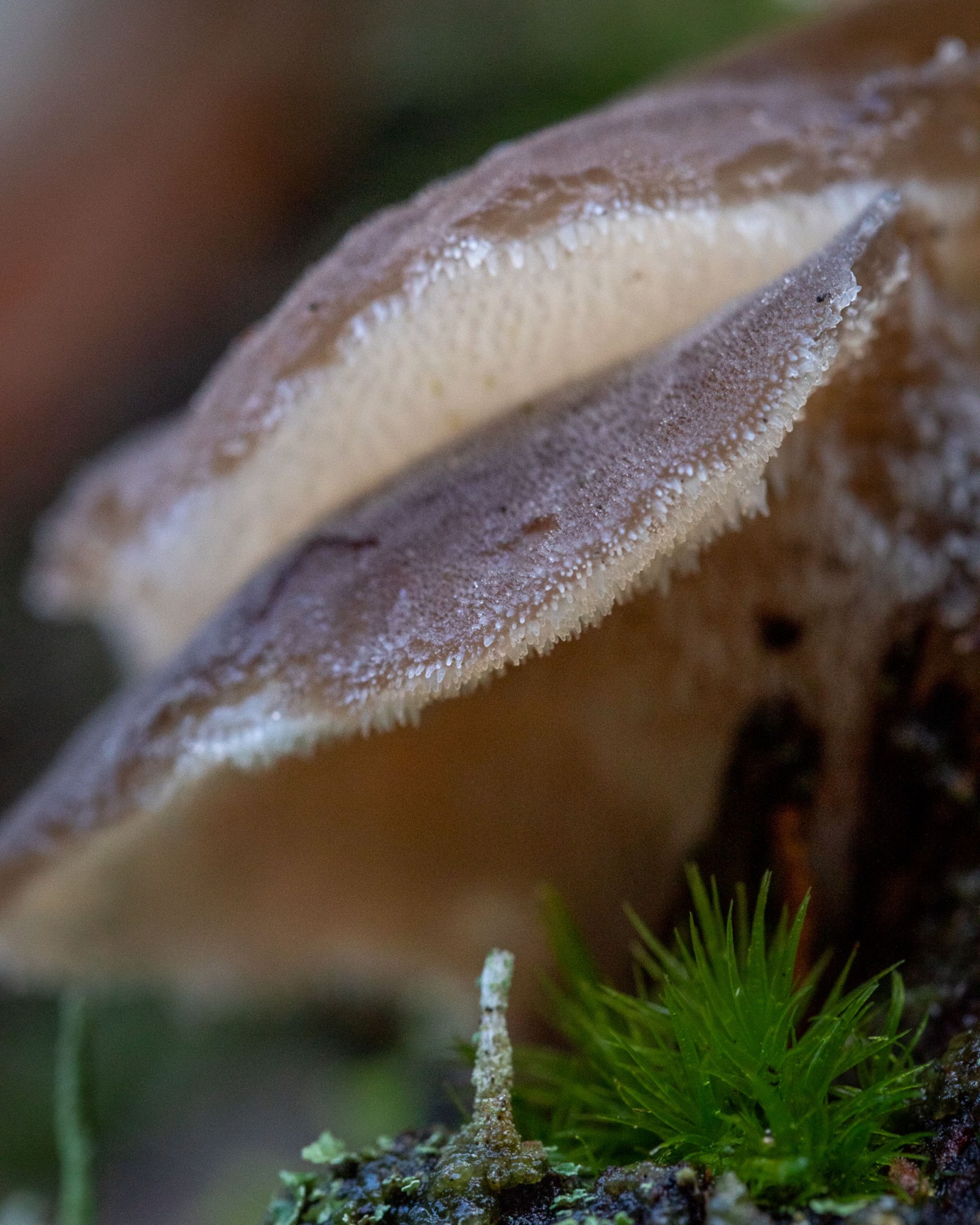 Pseudohydnum gelatinosum