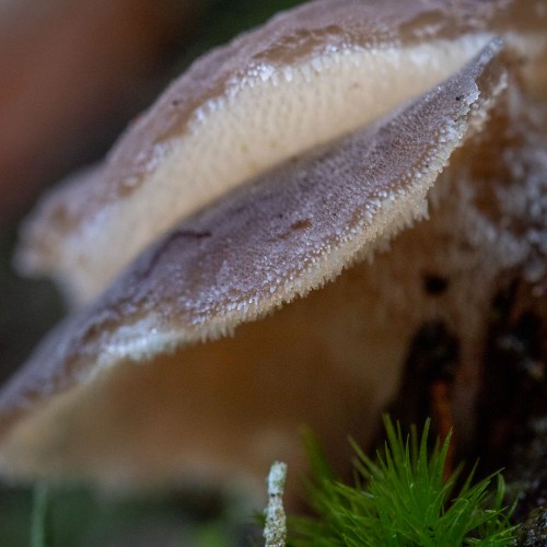 Pseudohydnum gelatinosum