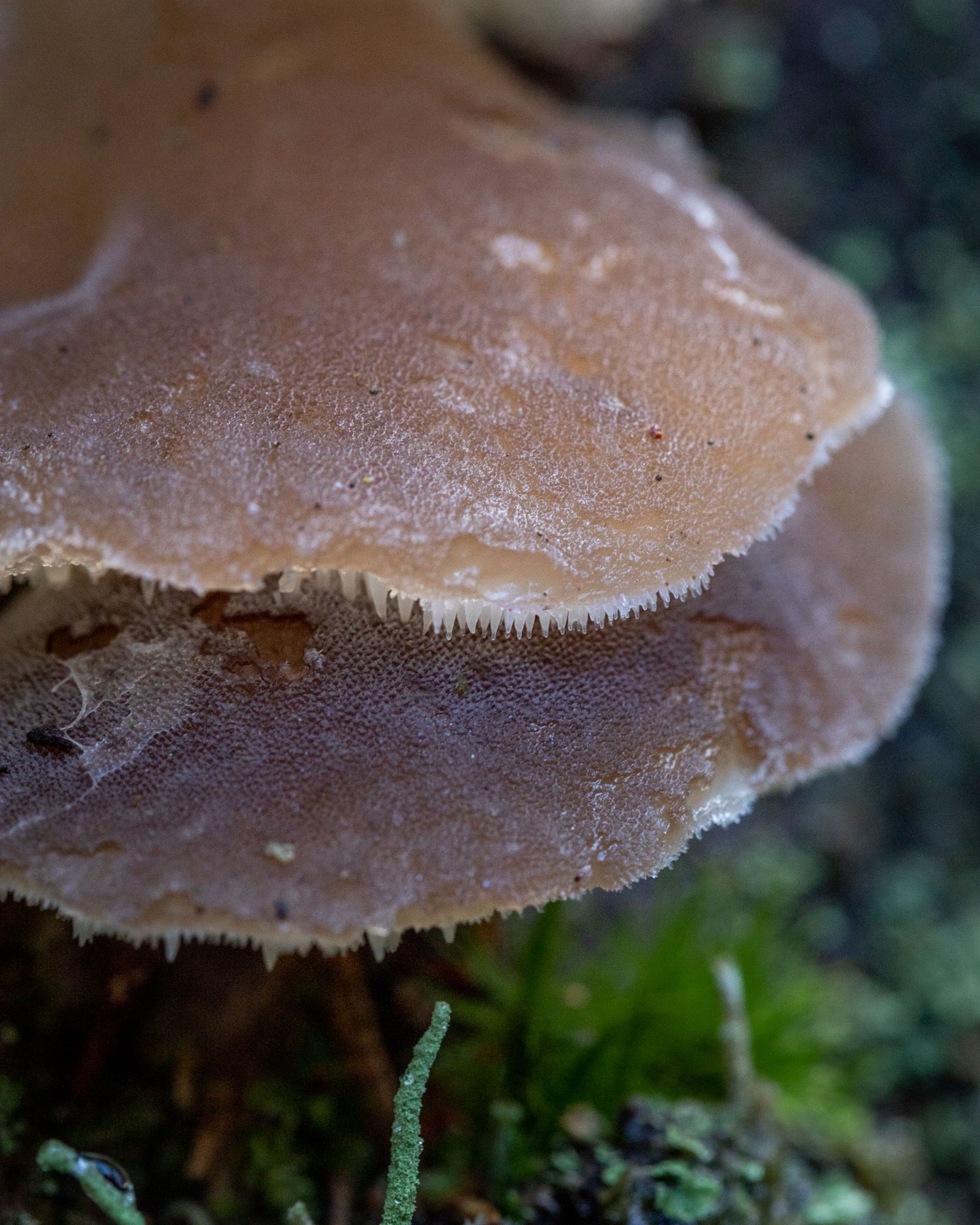 Pseudohydnum gelatinosum