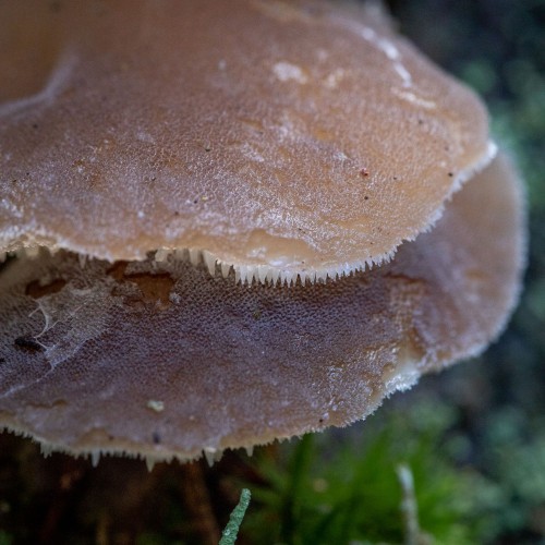 Pseudohydnum gelatinosum