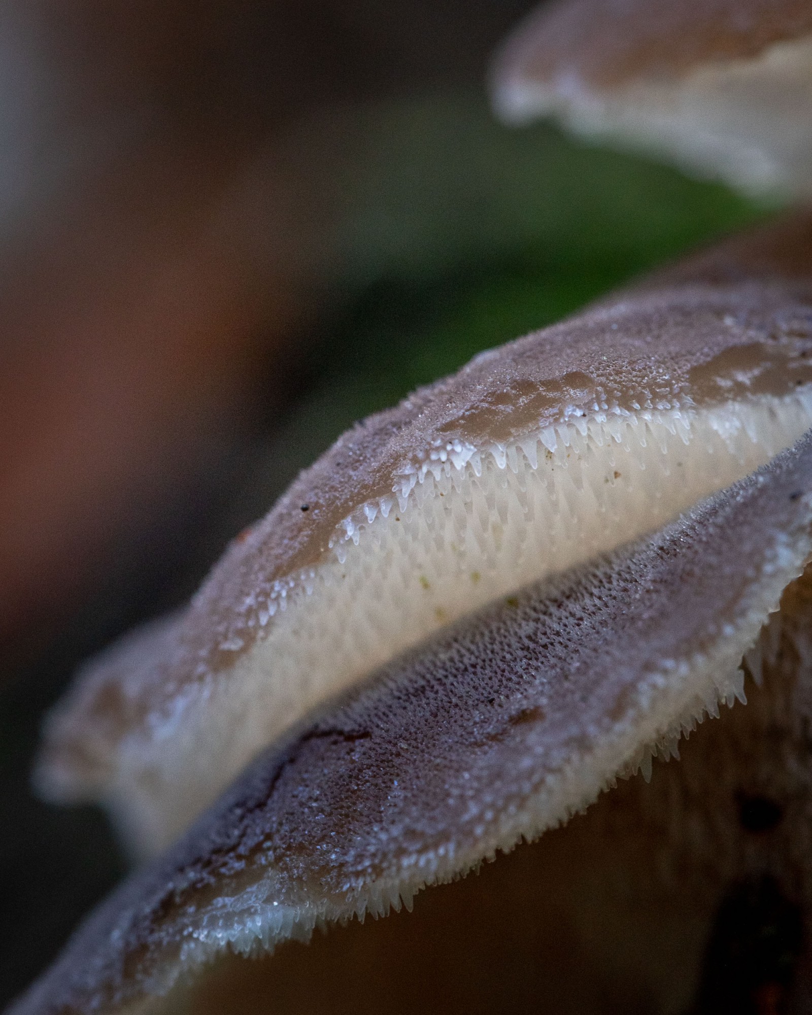 Pseudohydnum gelatinosum