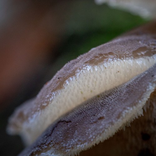 Pseudohydnum gelatinosum
