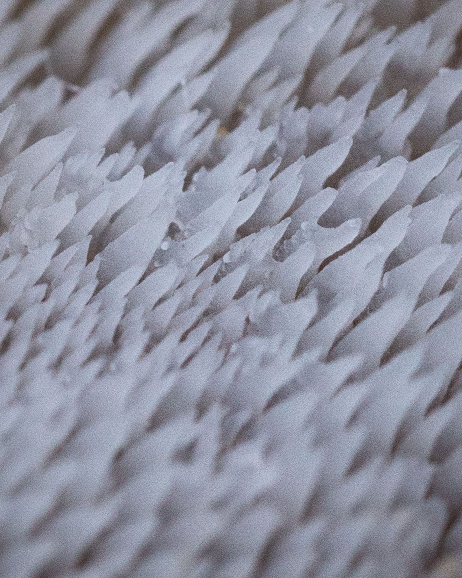 Pseudohydnum gelatinosum