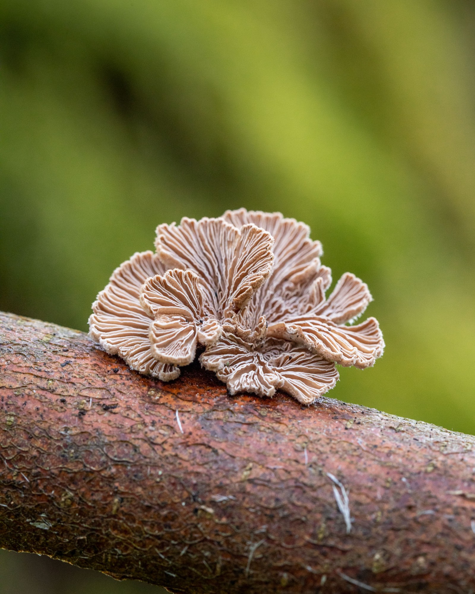 Schizophyllum commune