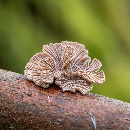 Schizophyllum commune