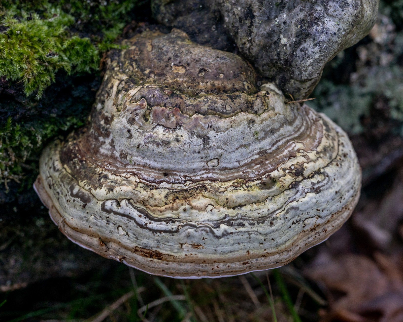 Fomes fomentarius