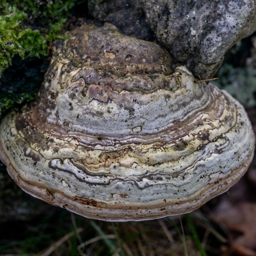 Fomes fomentarius