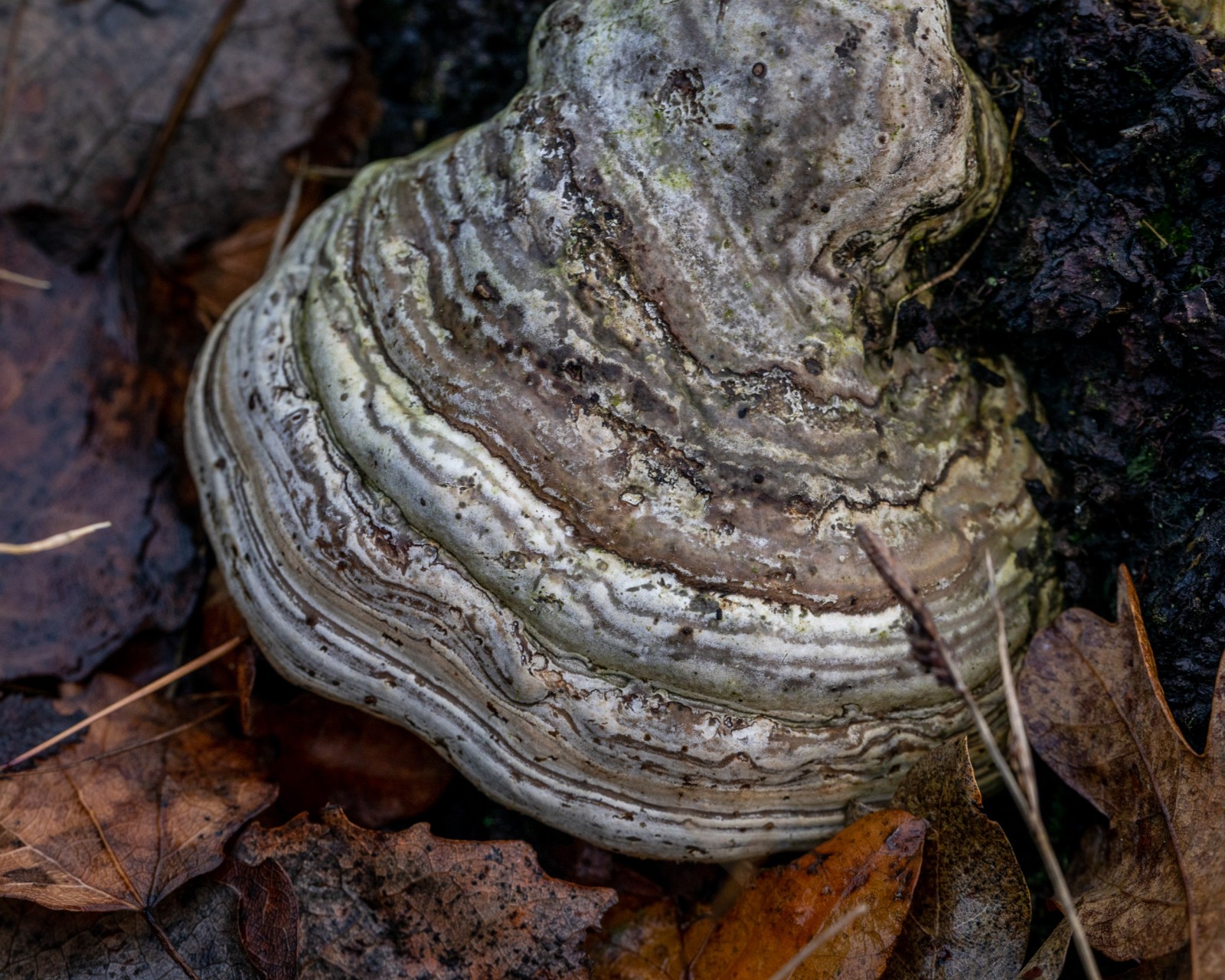 Fomes fomentarius