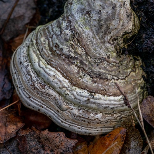 Fomes fomentarius