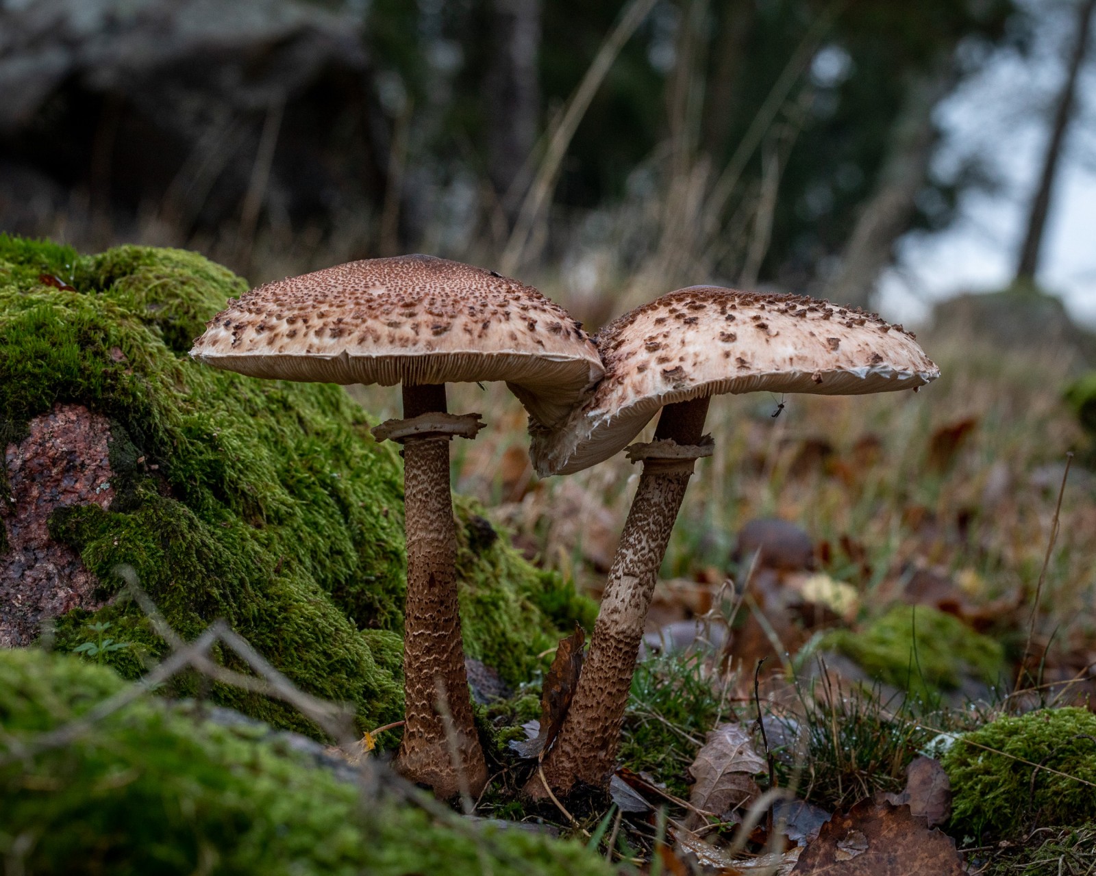 Macrolepiota procera