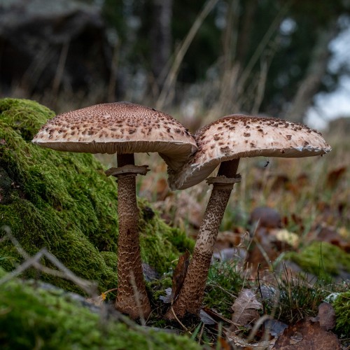 Macrolepiota procera