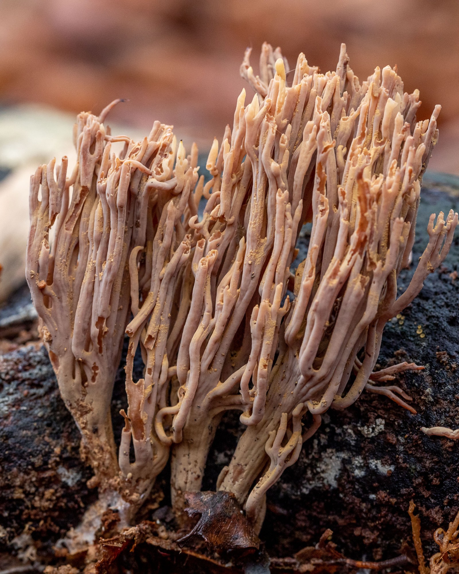 Ramaria sp.
