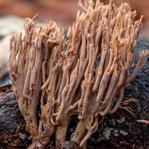 Ramaria sp.