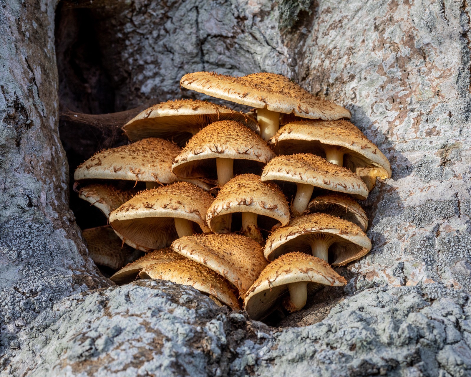 Pholiota squarrosa