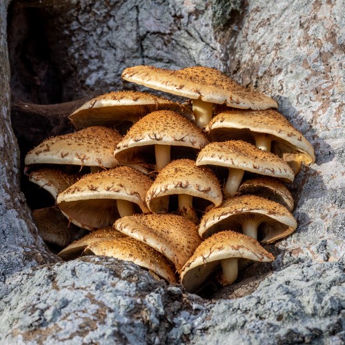 Pholiota squarrosa