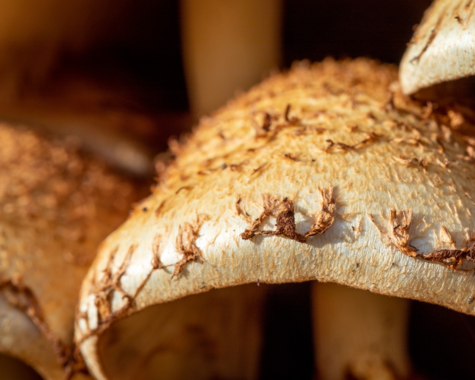 Pholiota squarrosa