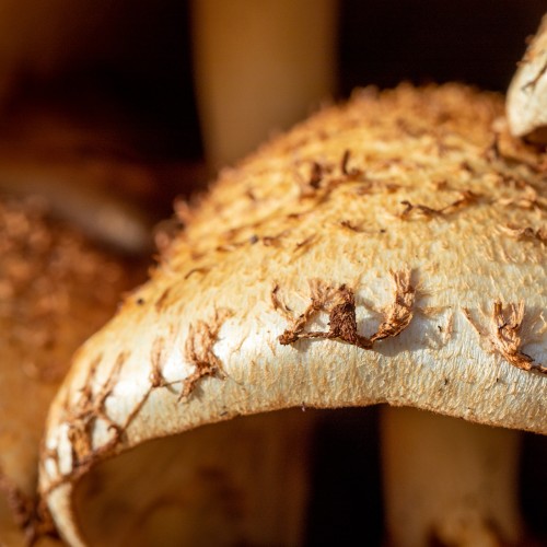 Pholiota squarrosa