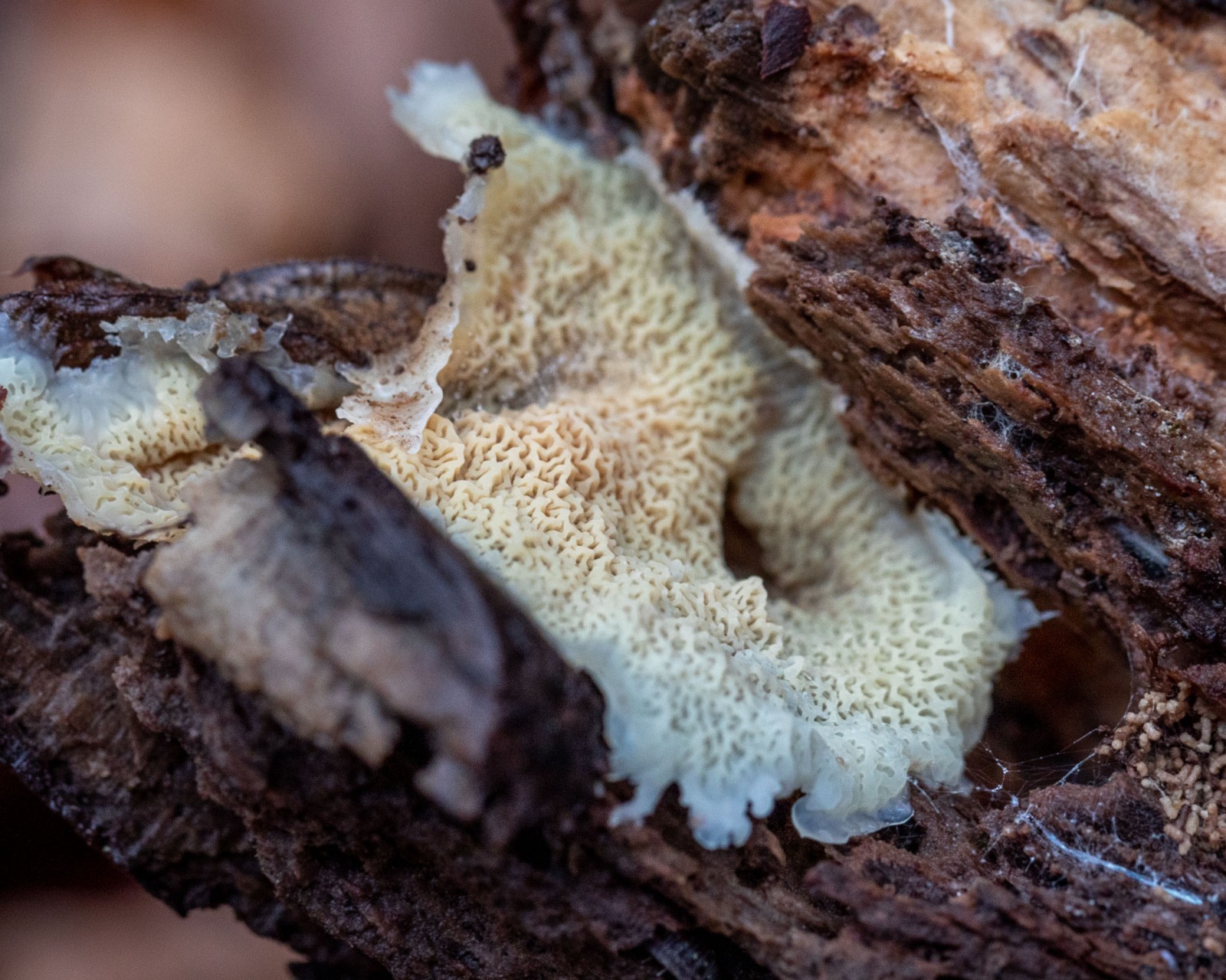 Leucogyrophana romellii