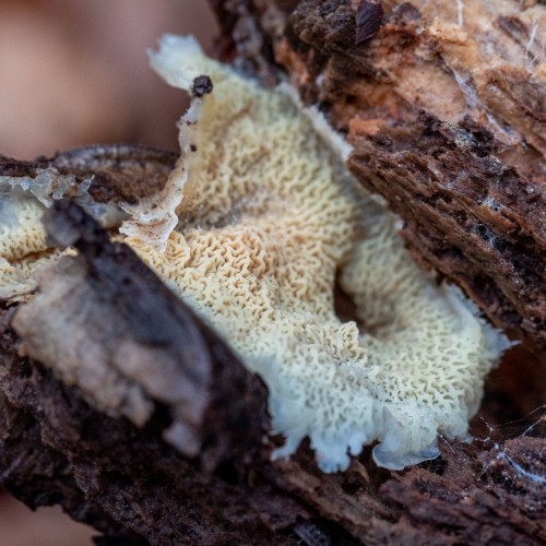 Leucogyrophana romellii