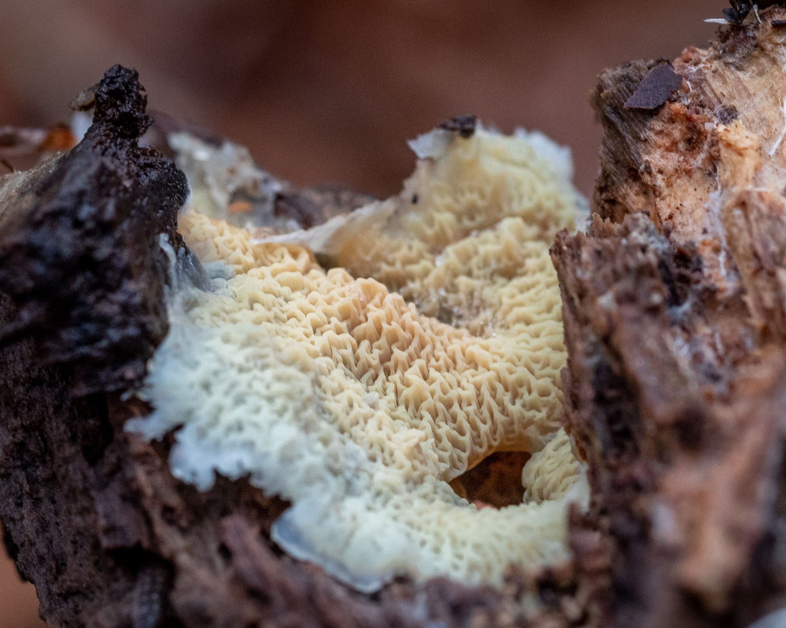 Leucogyrophana romellii