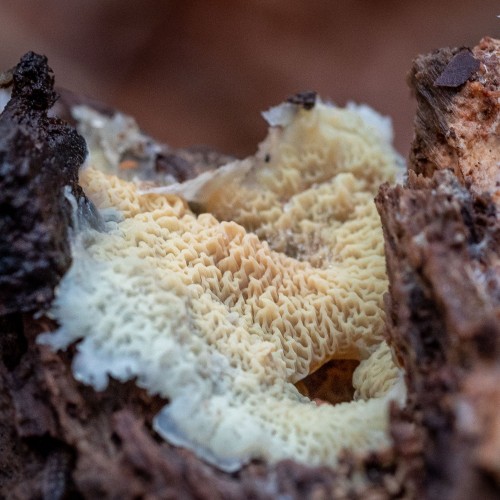 Leucogyrophana romellii