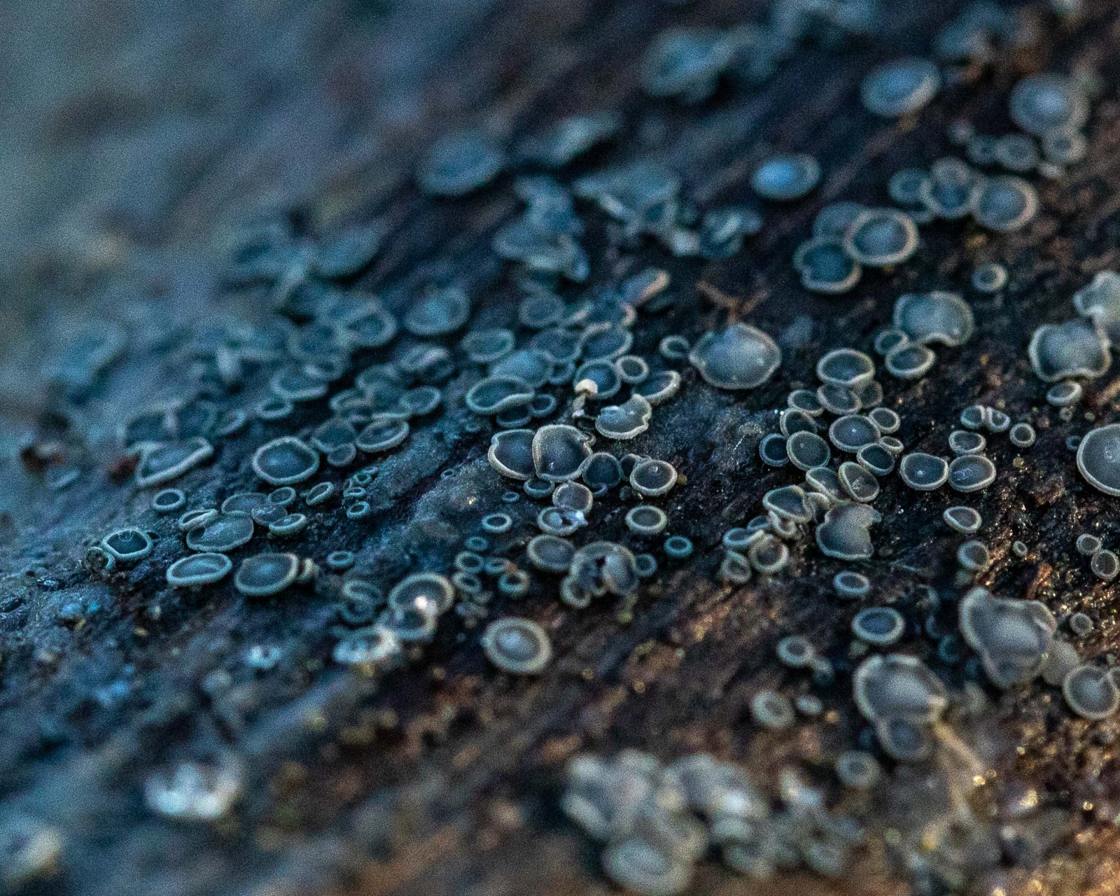 Mollisia cinera